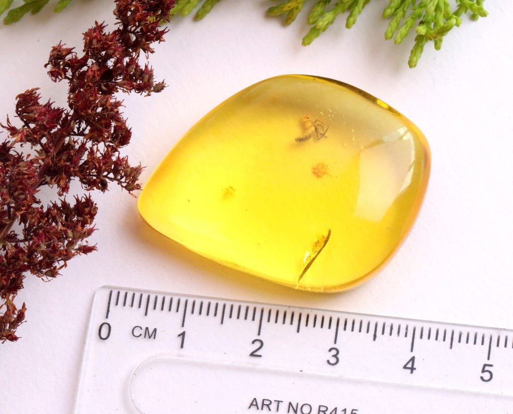 Amber with Unusual Insect Inclusion