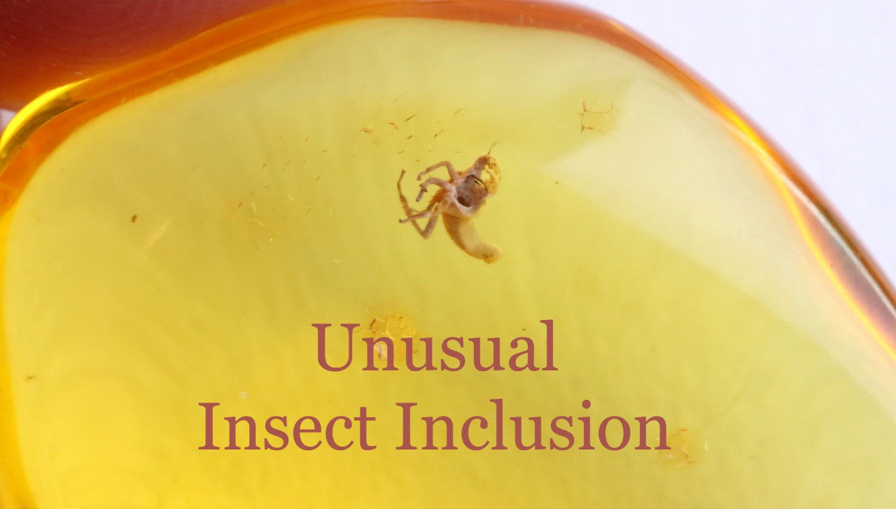 Amber with Unusual Insect Inclusion