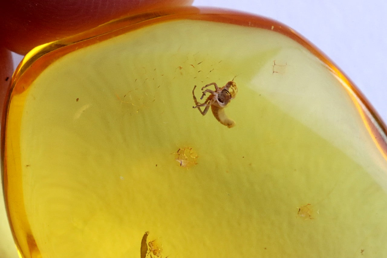 Amber with Unusual Insect Inclusion