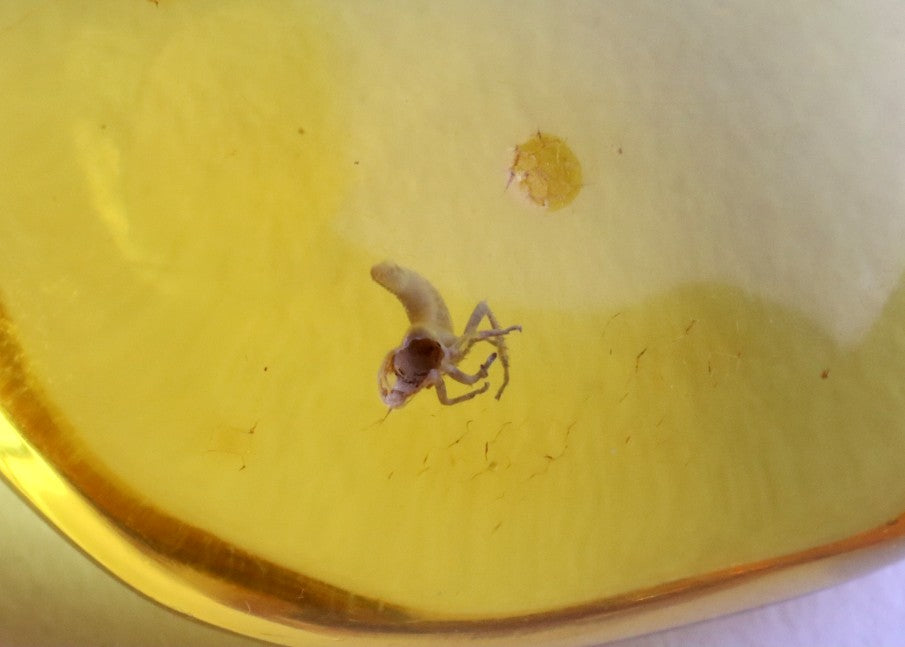 Amber with Unusual Insect Inclusion