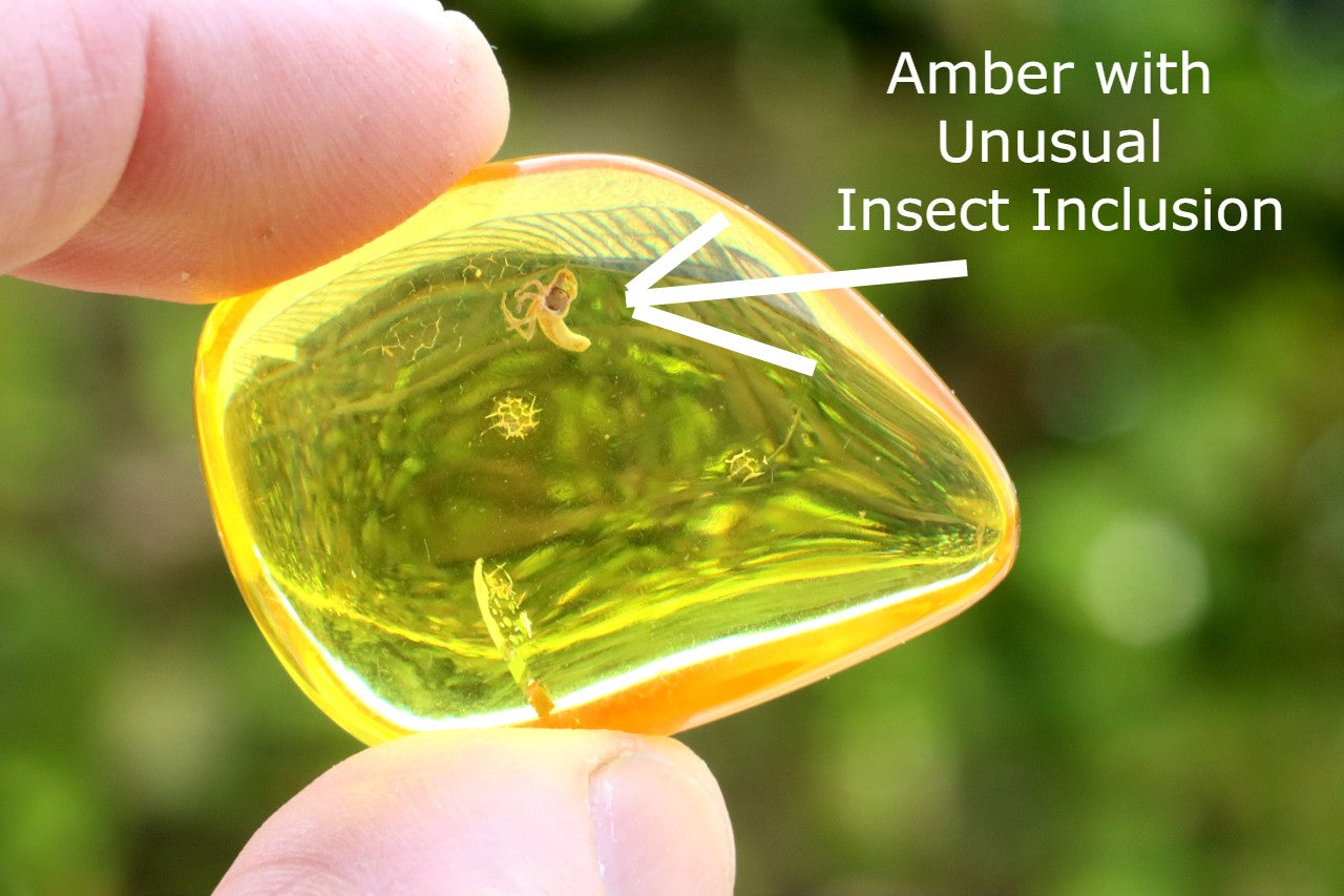 Amber with Unusual Insect Inclusion