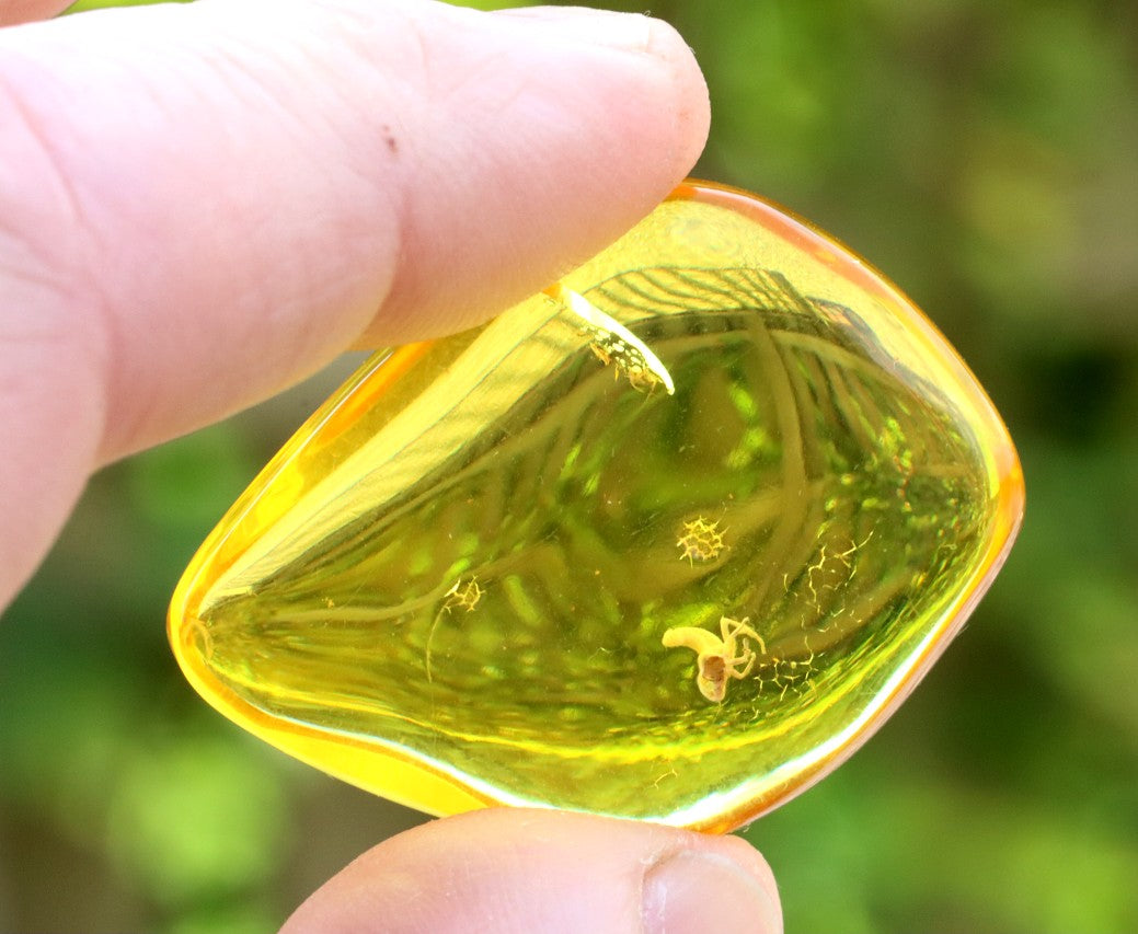 Amber with Unusual Insect Inclusion