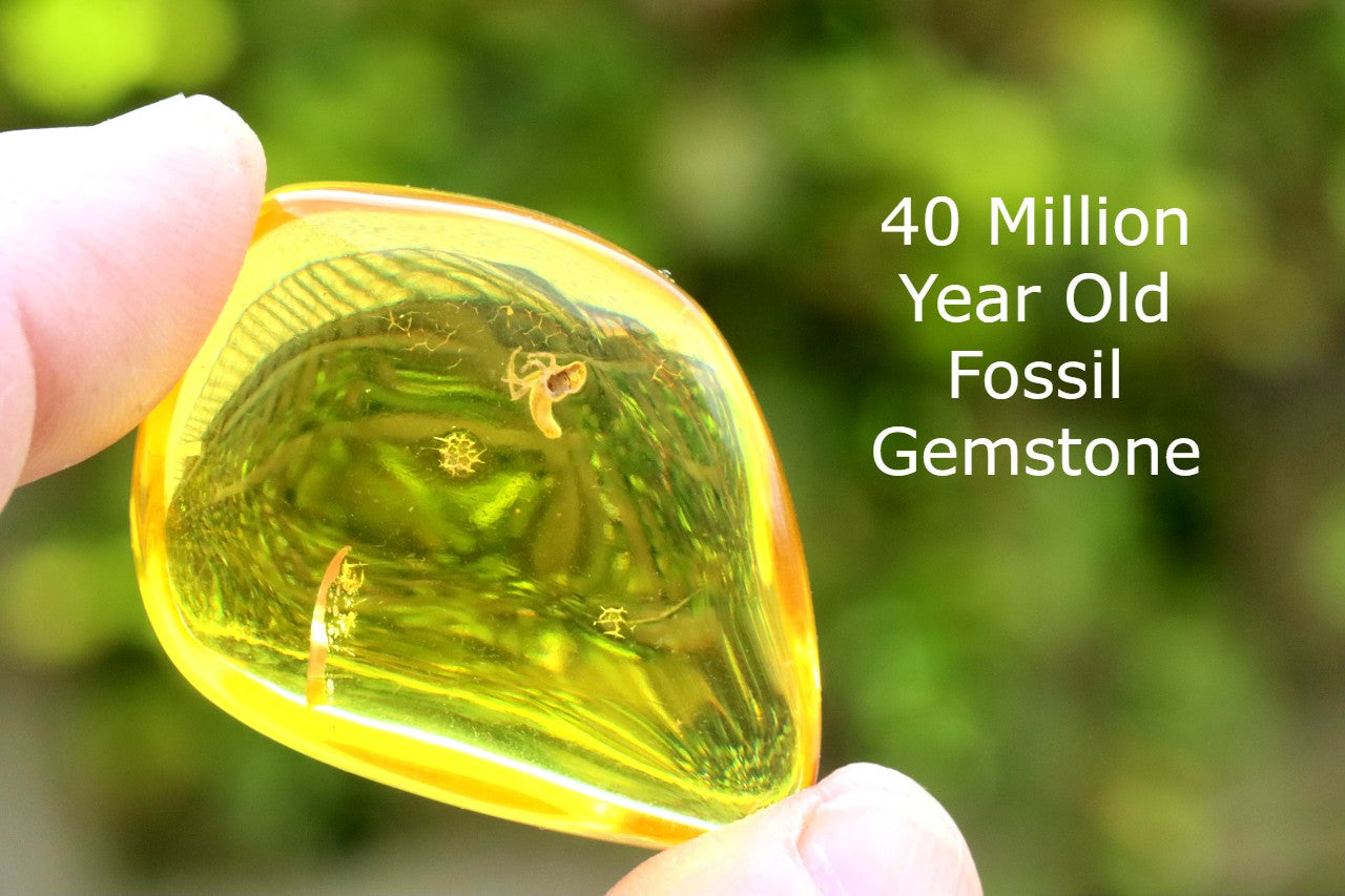 Amber with Unusual Insect Inclusion