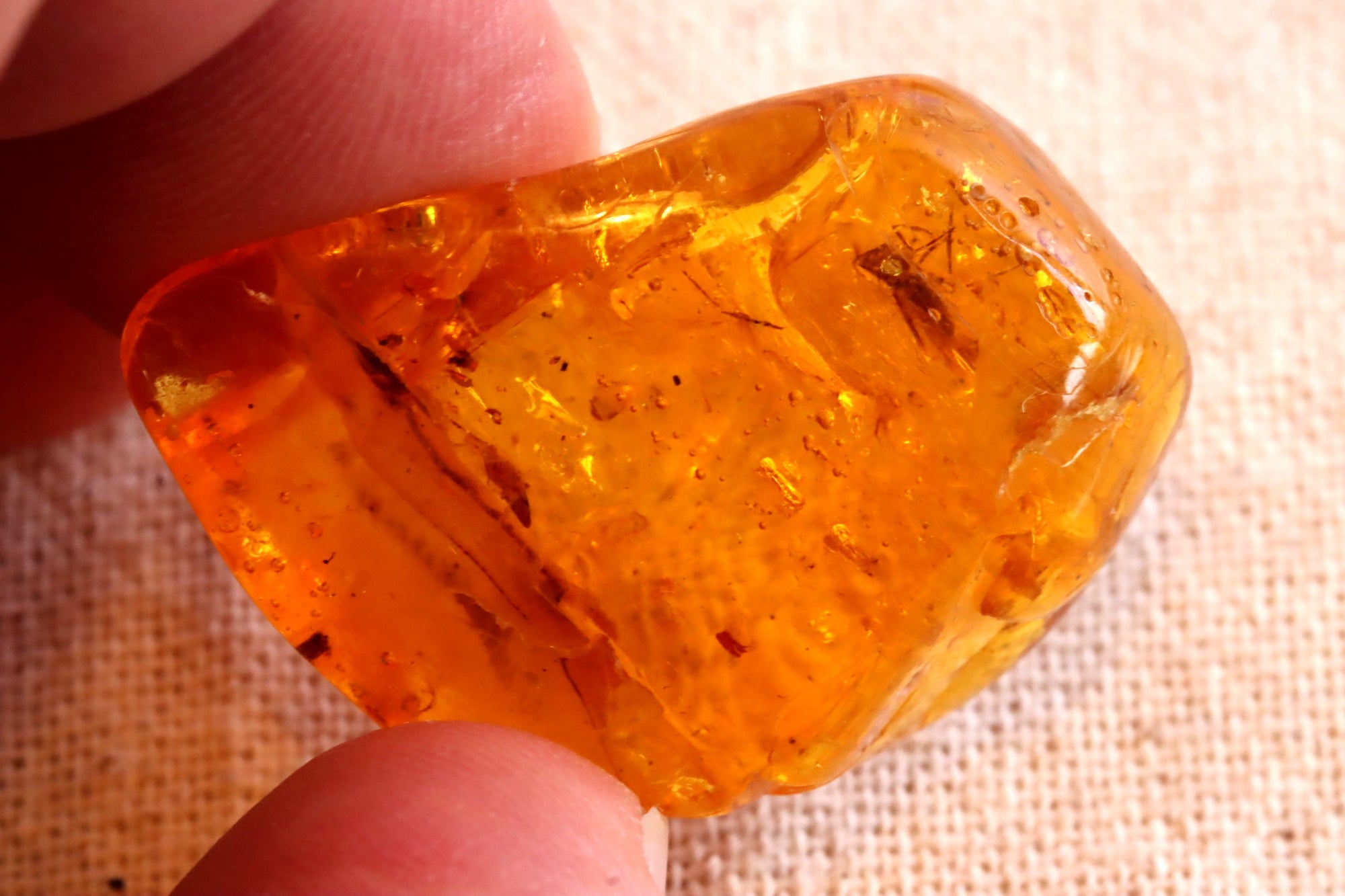 Baltic Amber 40 million year old Insect Inclusion