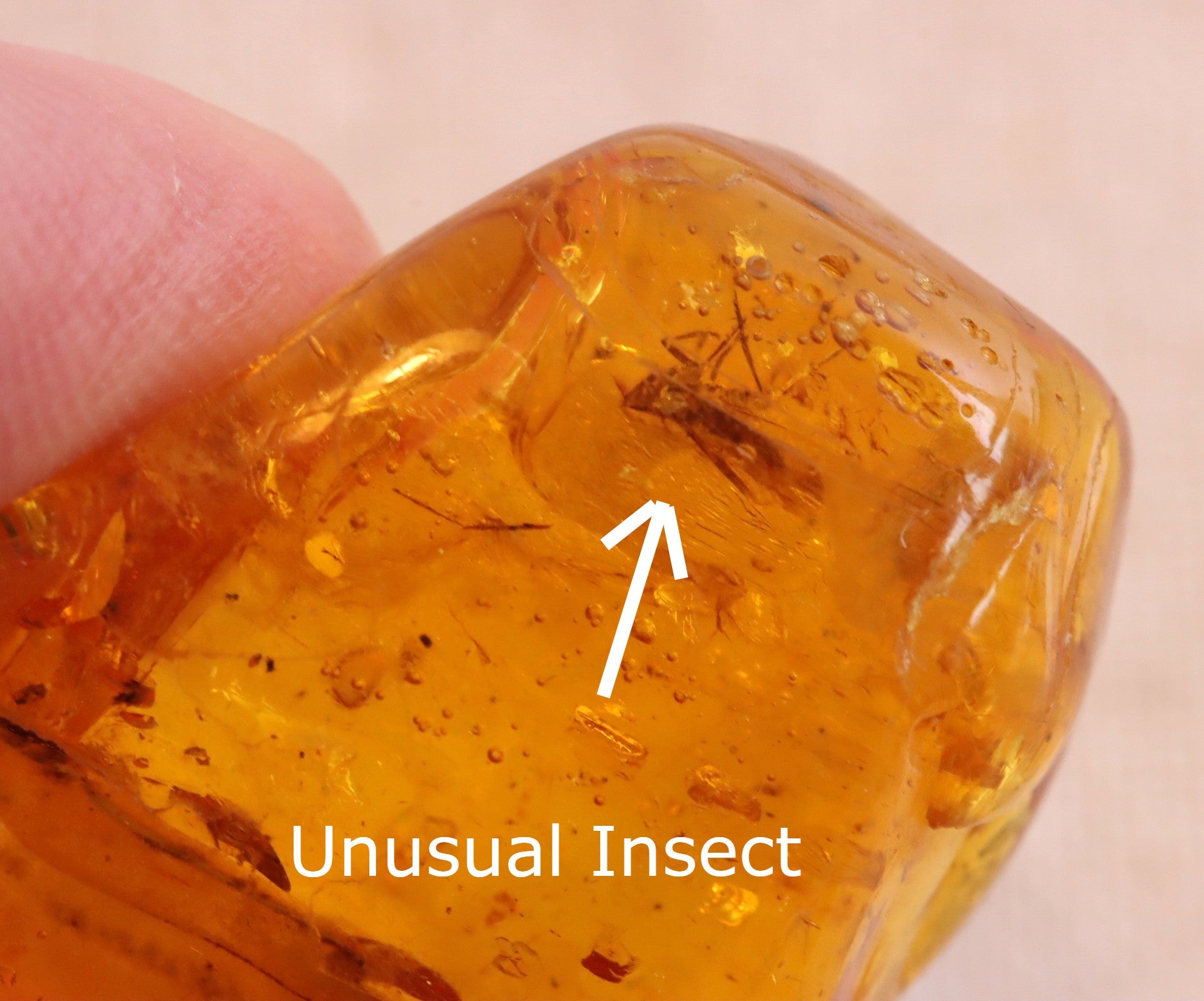 Baltic Amber 40 million year old Insect Inclusion