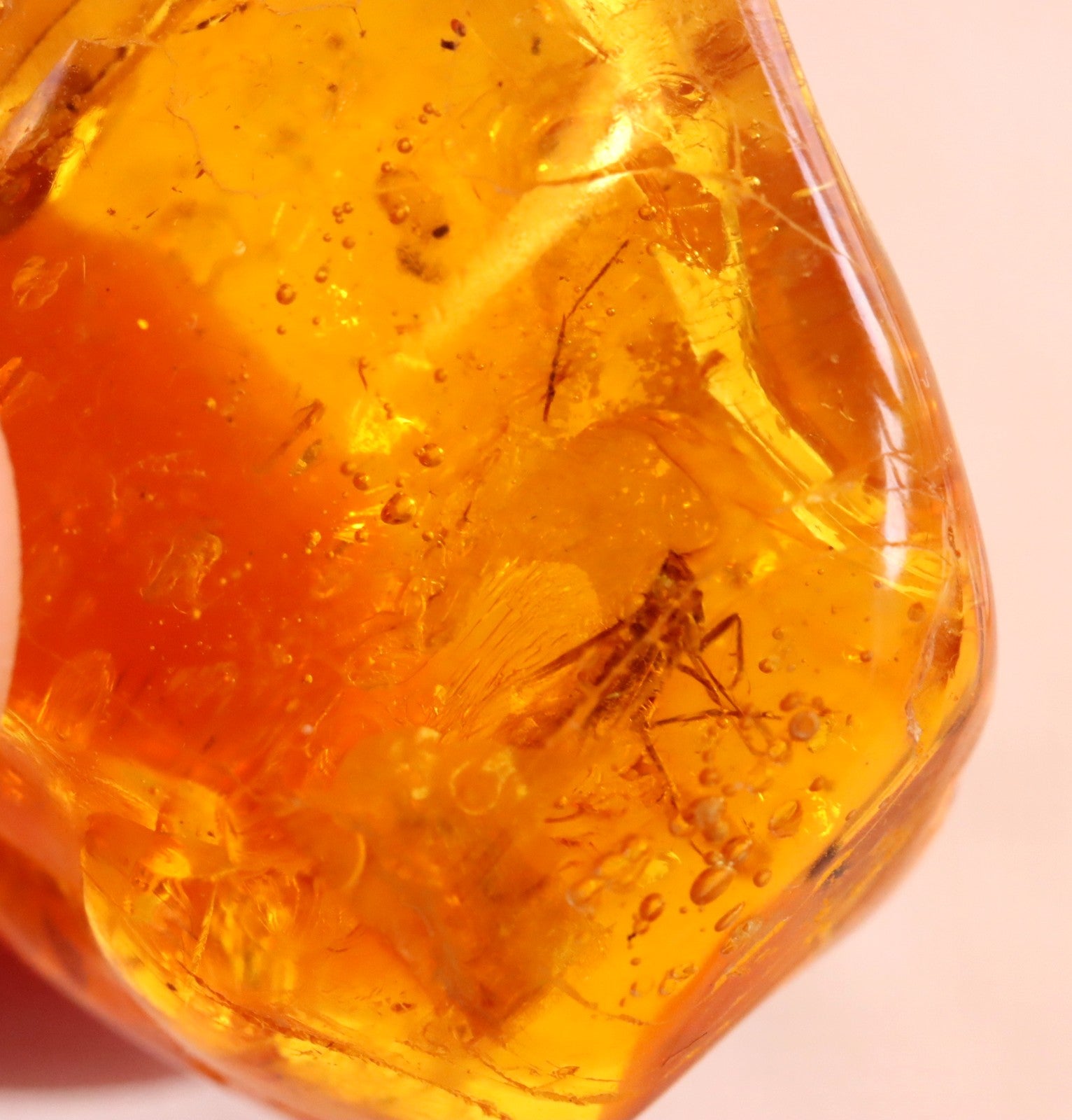 Baltic Amber 40 million year old Insect Inclusion