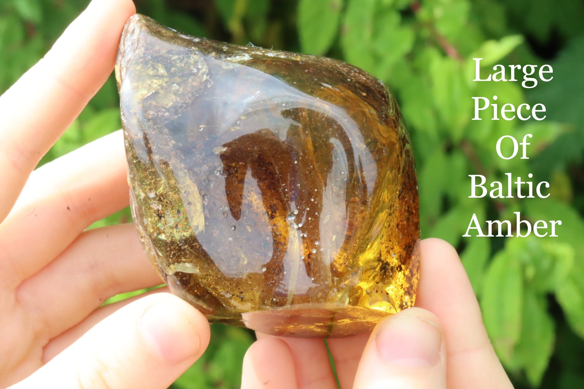 Grade AAA Collector's Specimen Baltic Amber Gemstone