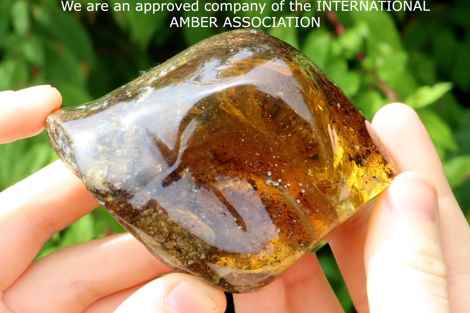 Grade AAA Collector's Specimen Baltic Amber Gemstone