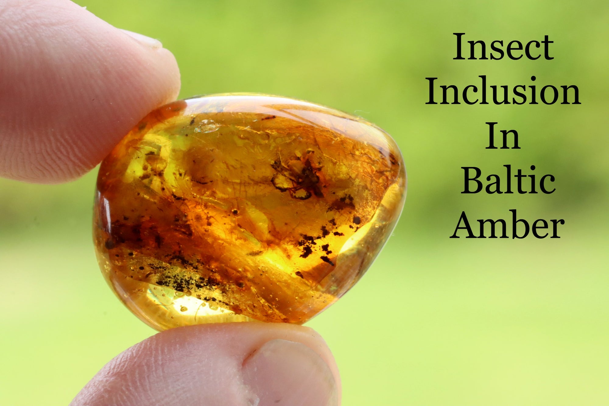 Amber Insect Inclusion