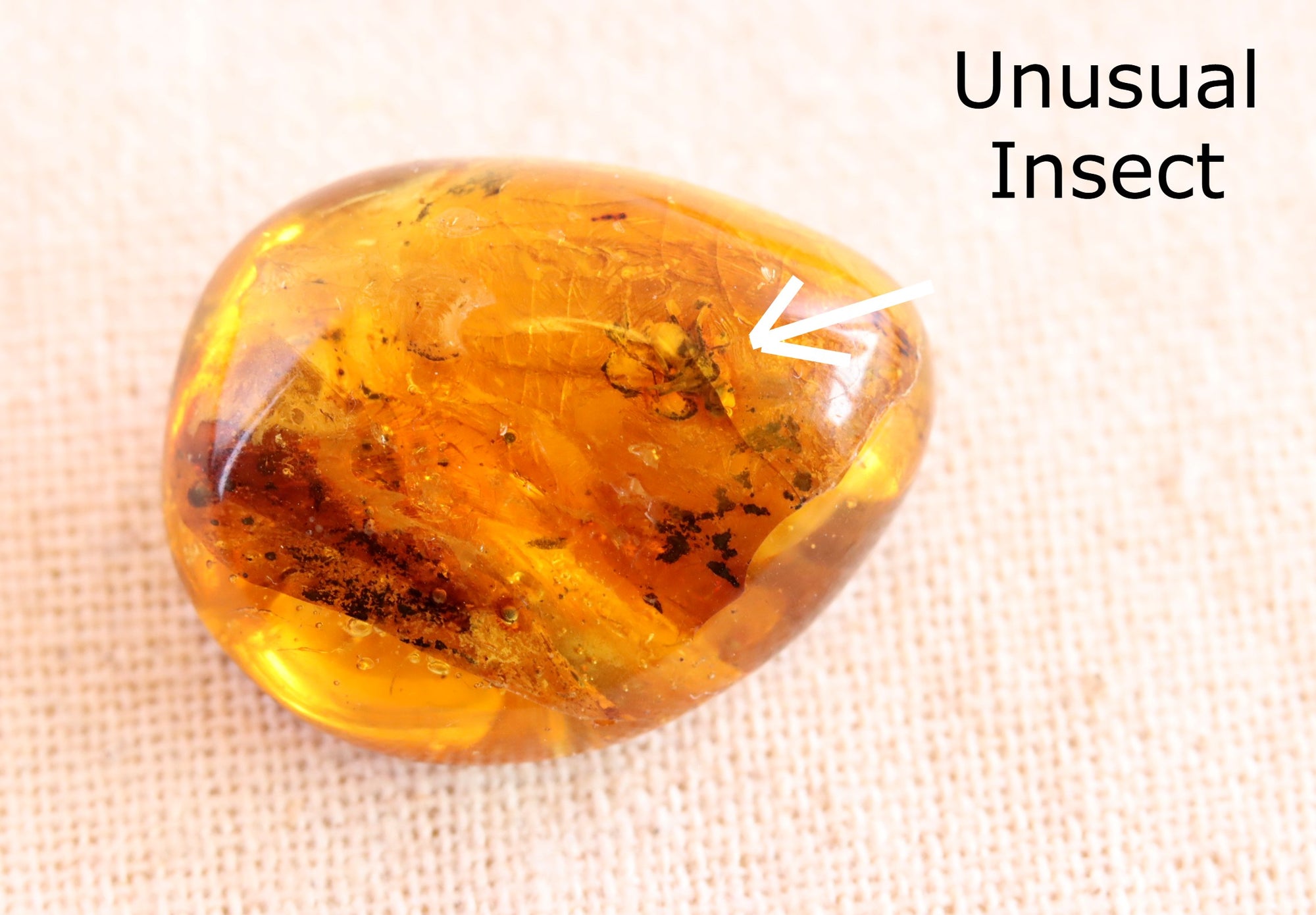 Amber Insect Inclusion