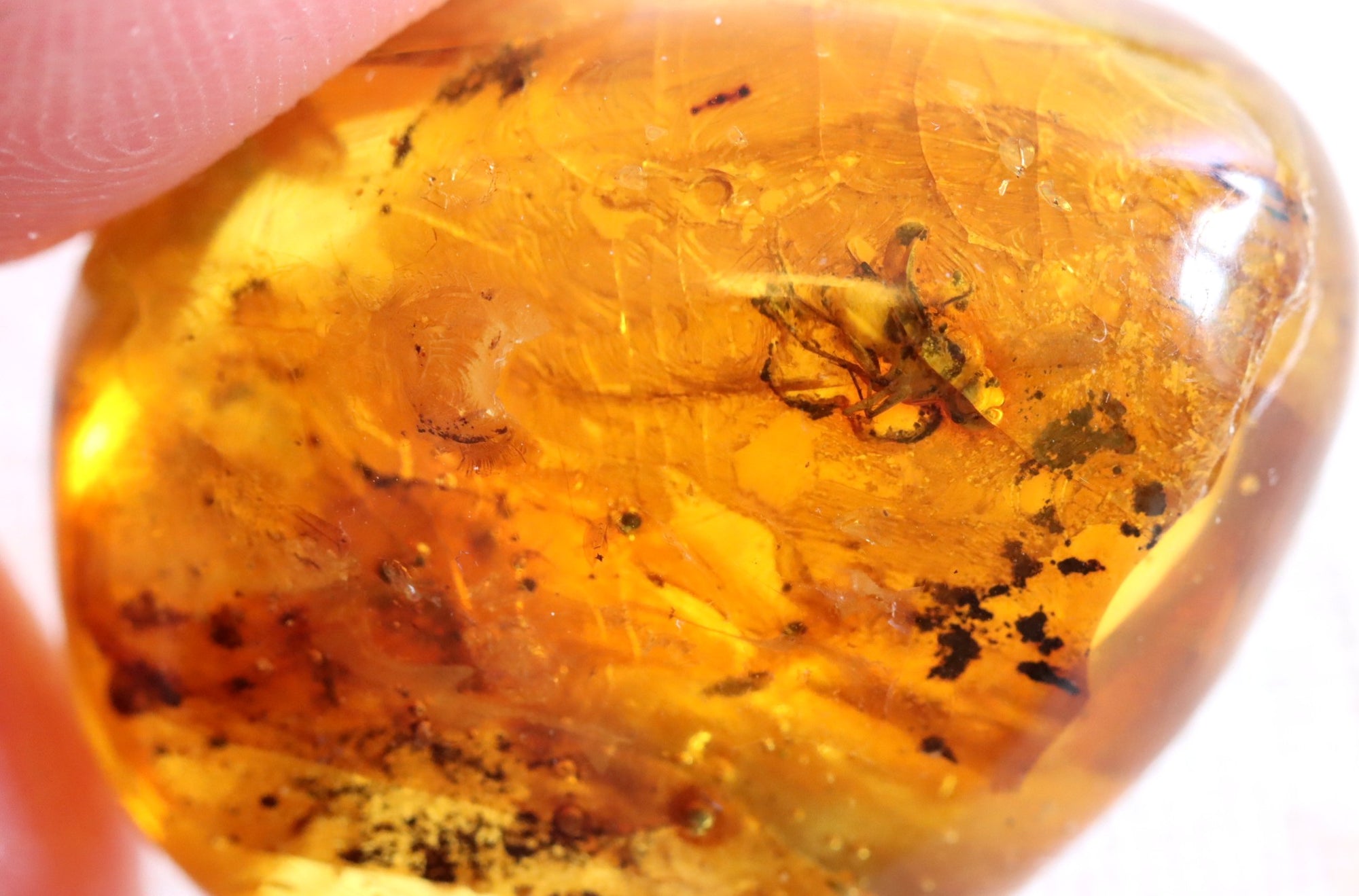 Amber Insect Inclusion