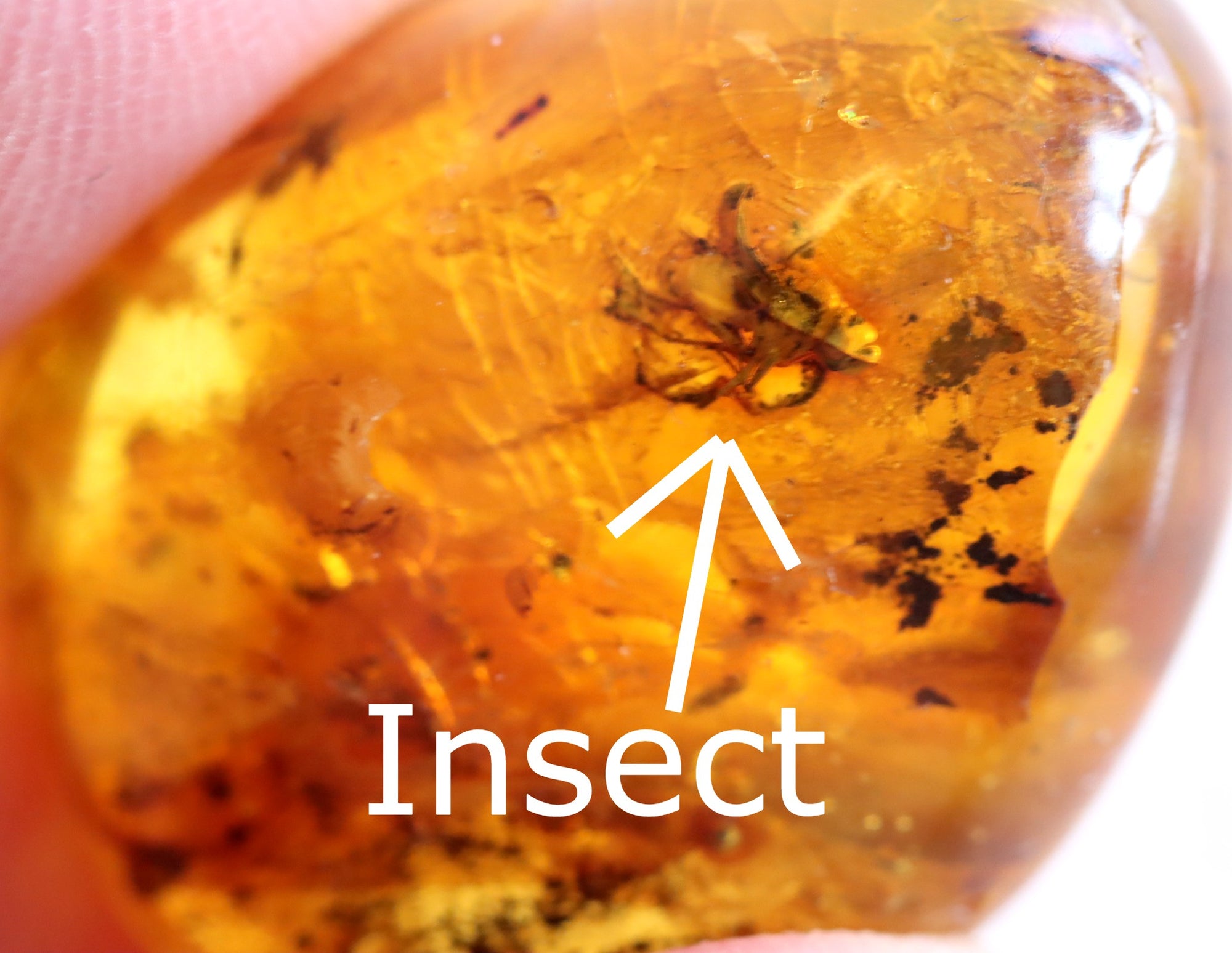 Amber Insect Inclusion