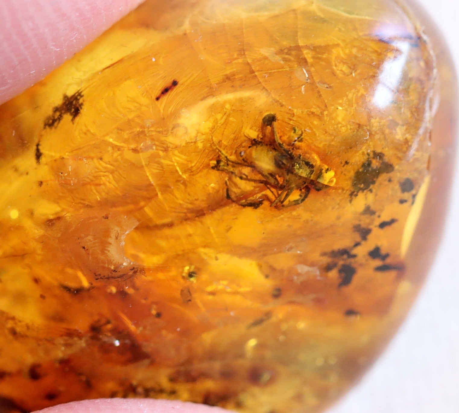 Amber Insect Inclusion