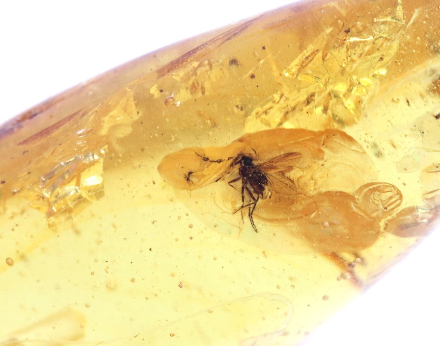 Amber Trapped Fly Pendant