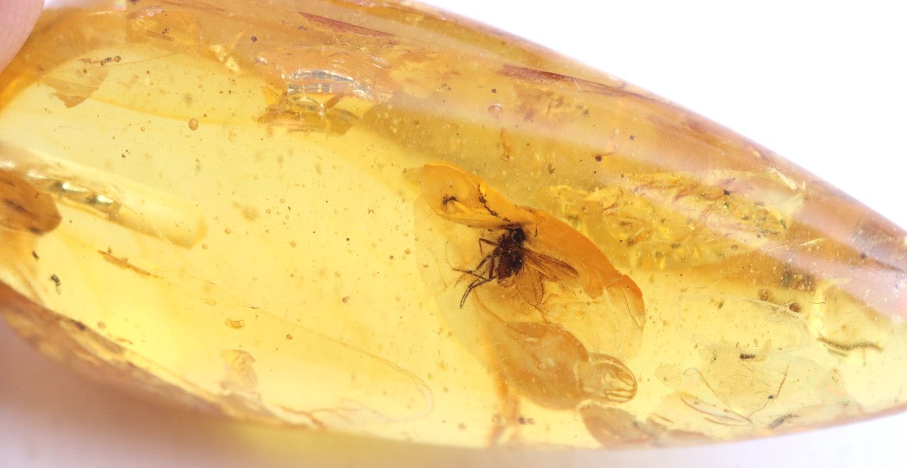 Amber Trapped Fly Pendant