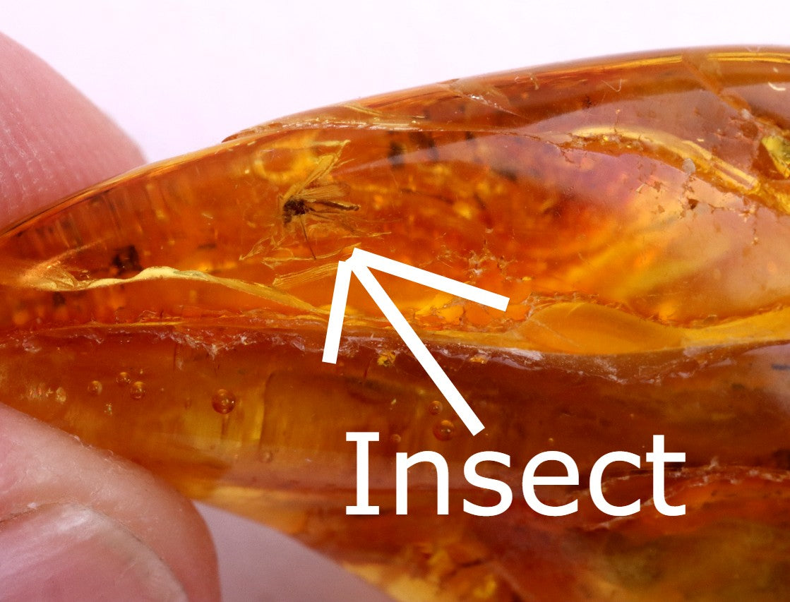 Special Offer Insect in Baltic Amber Amulet Pendant