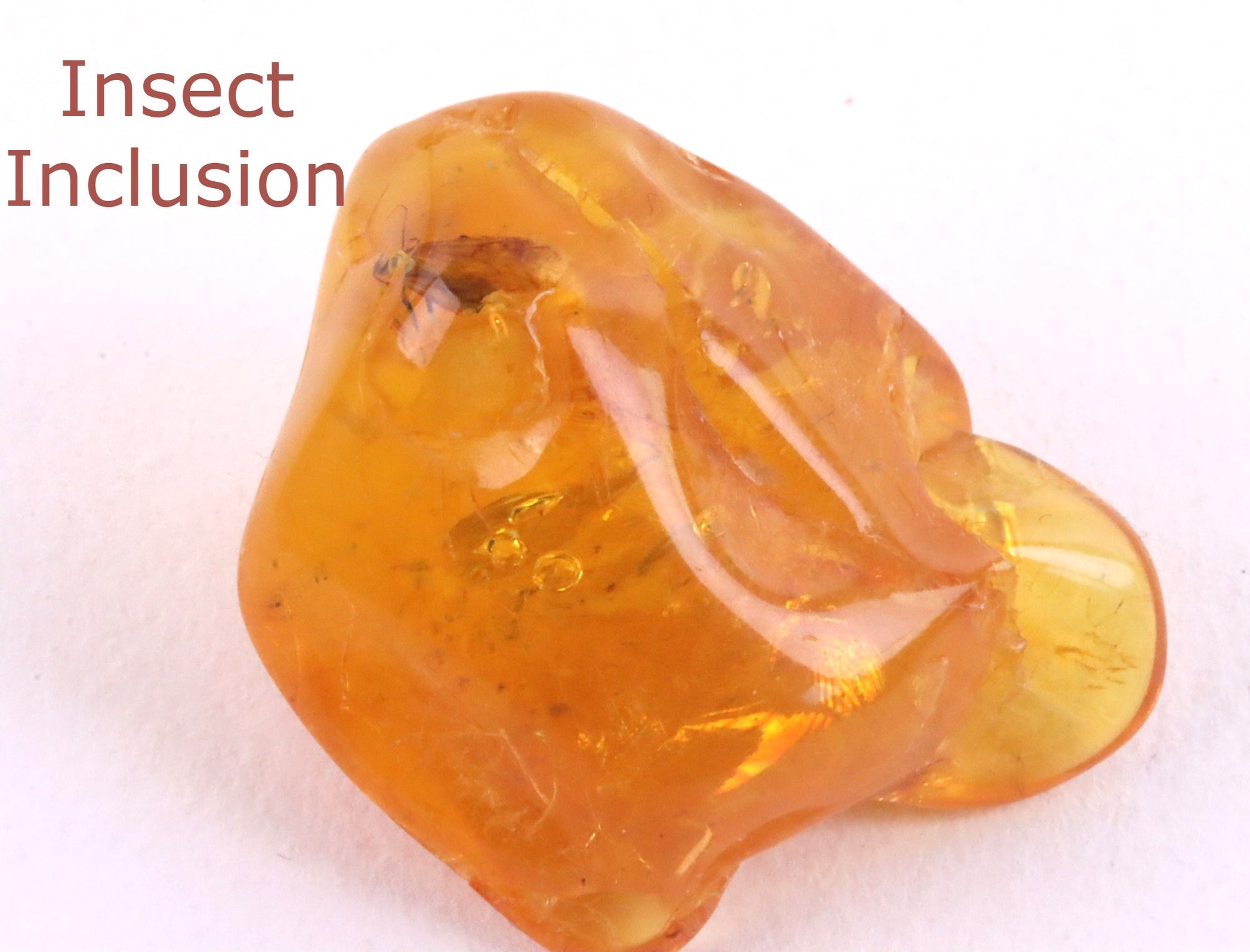40 million year old Amber With Insect Inclusion