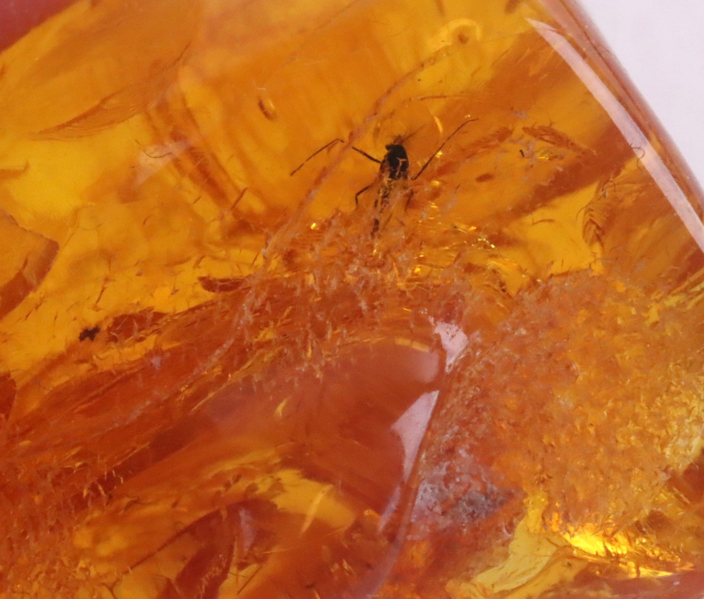 Baltic Amber Gem With Insect Inclusion