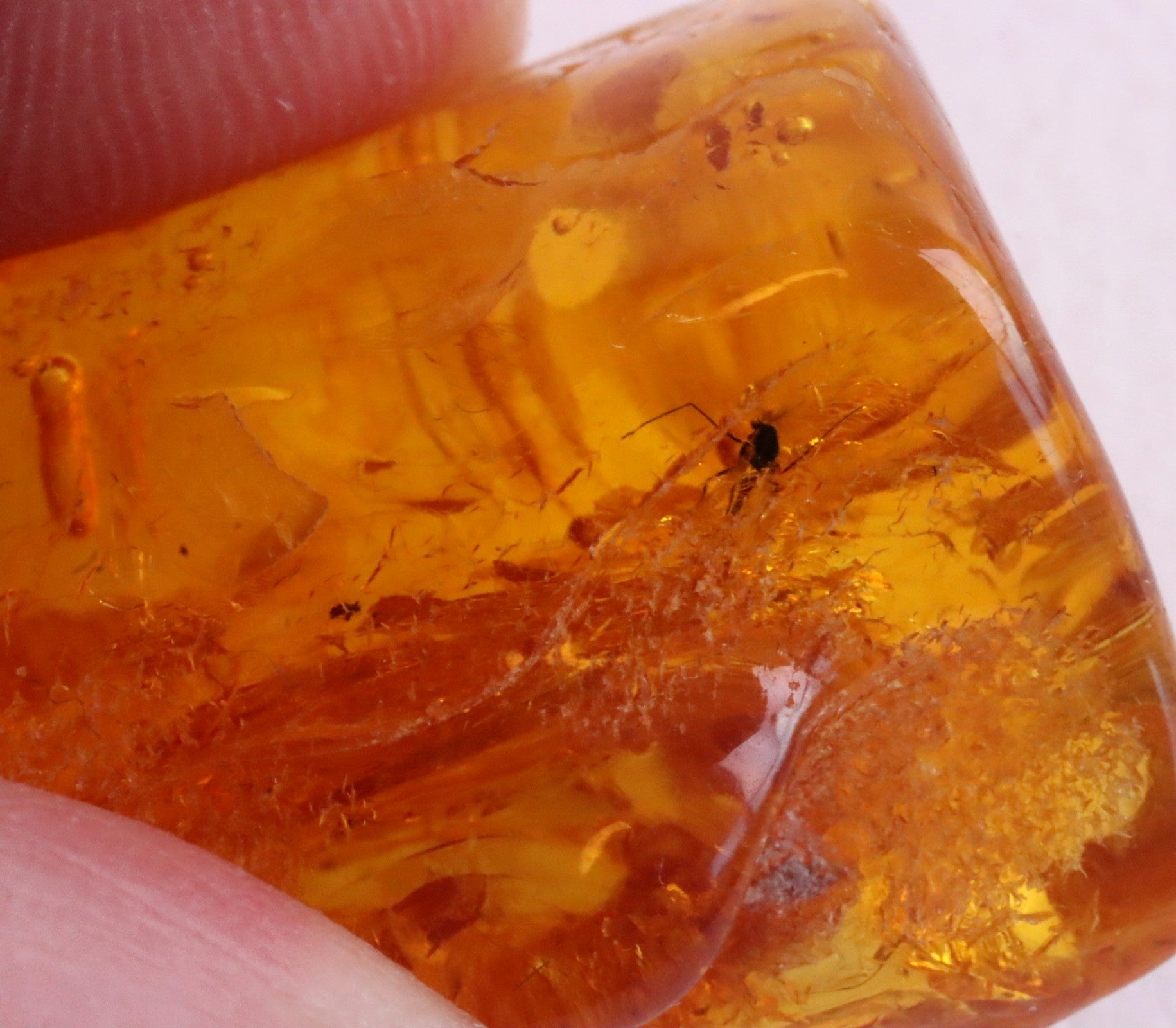 Baltic Amber Gem With Insect Inclusion