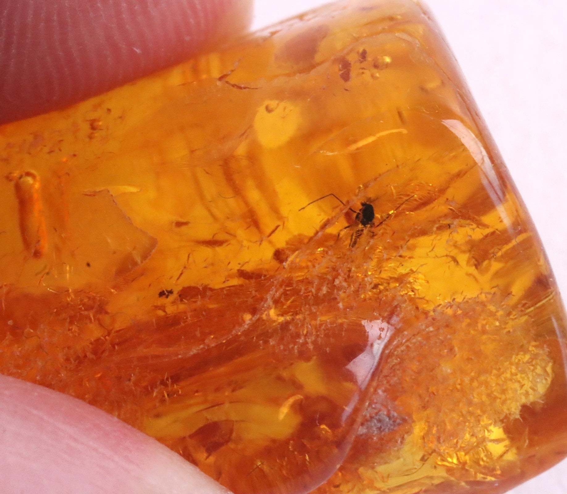 Baltic Amber Museum Collector's gem With Insects Inclusion