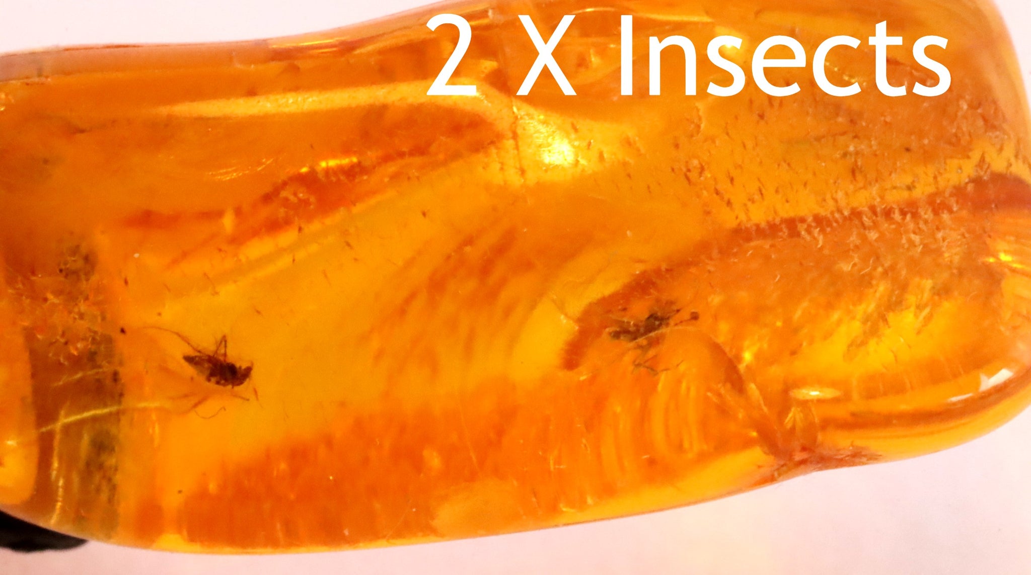 2 X 40 million year old Insects in this Inclusion Amulet