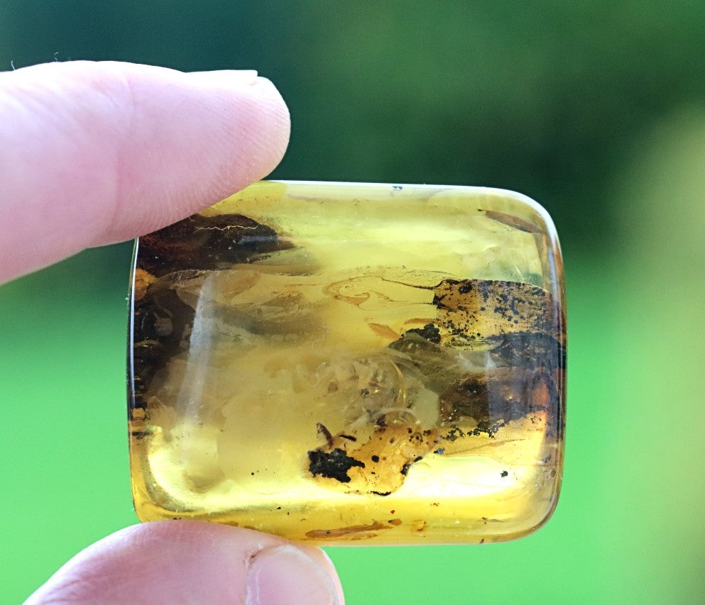 40 Million-Year-Old Baltic Amber with 3 Insect Inclusions