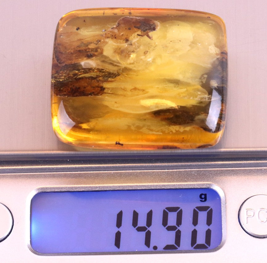 40 Million-Year-Old Baltic Amber with 3 Insect Inclusions