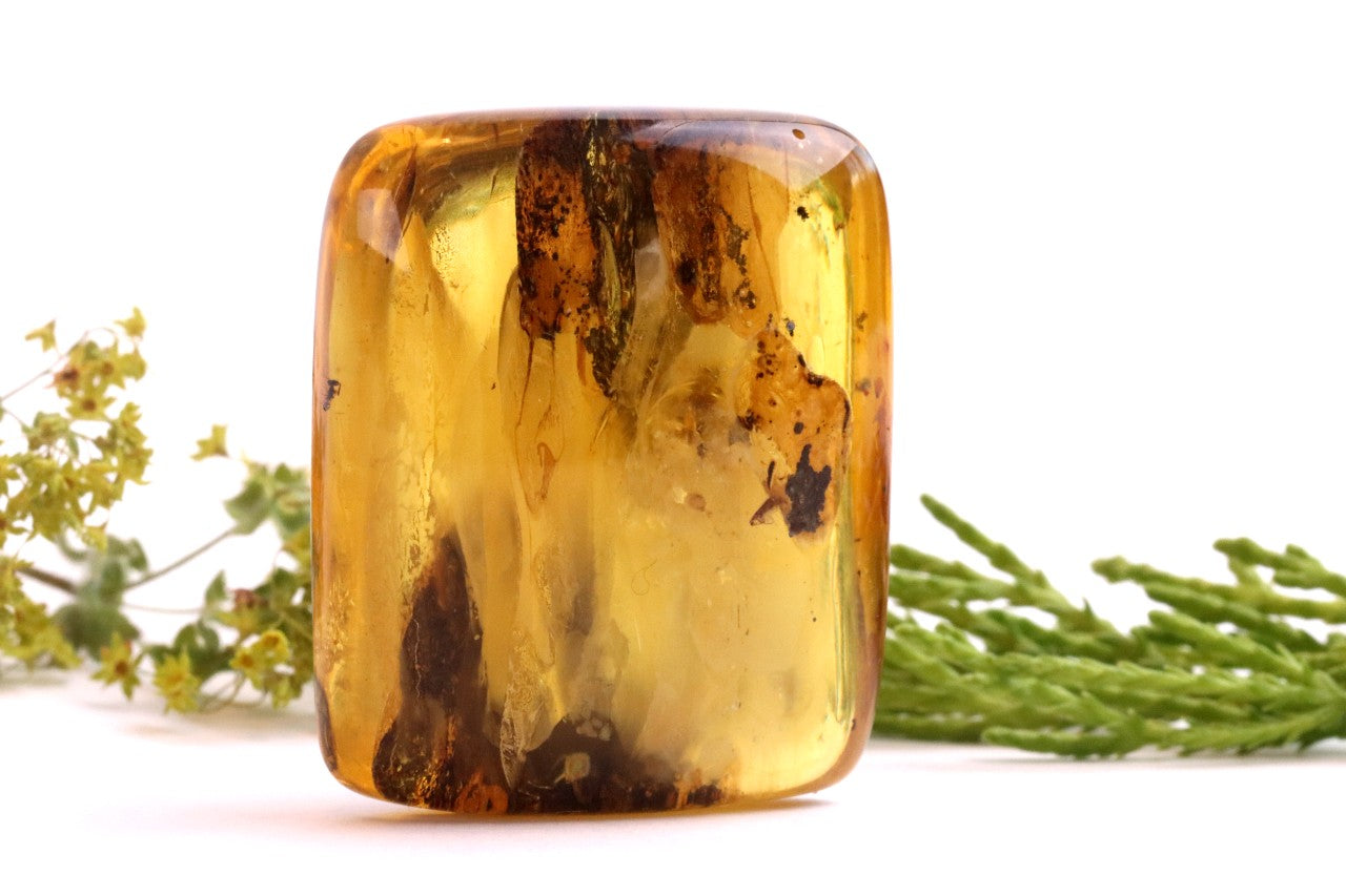 40 Million-Year-Old Baltic Amber with 3 Insect Inclusions