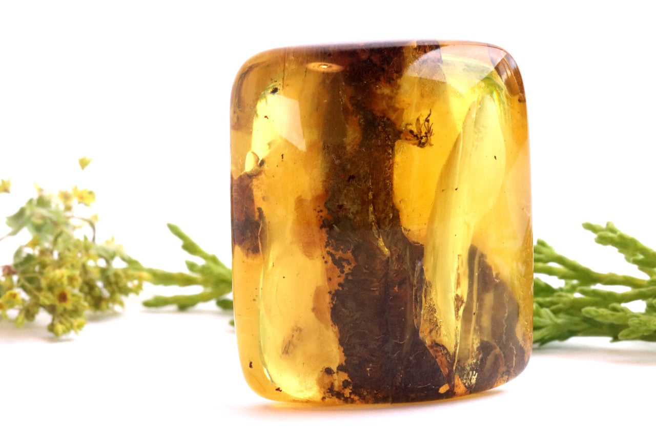 40 Million-Year-Old Baltic Amber with 3 Insect Inclusions
