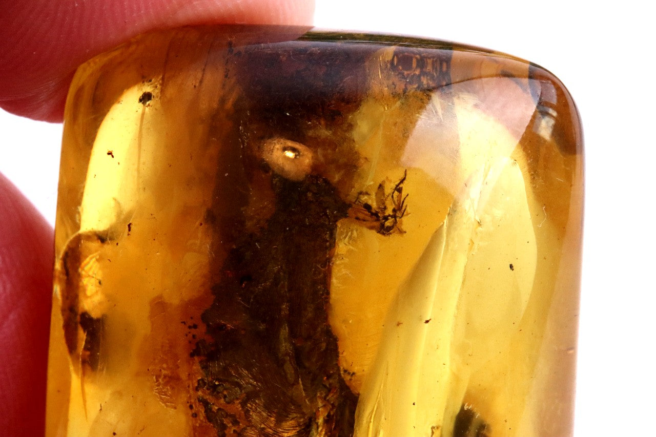 40 Million-Year-Old Baltic Amber with 3 Insect Inclusions