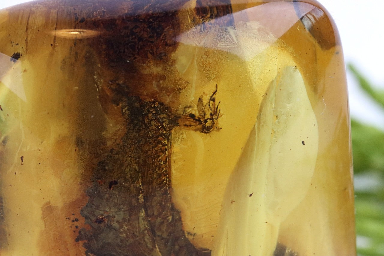 40 Million-Year-Old Baltic Amber with 3 Insect Inclusions