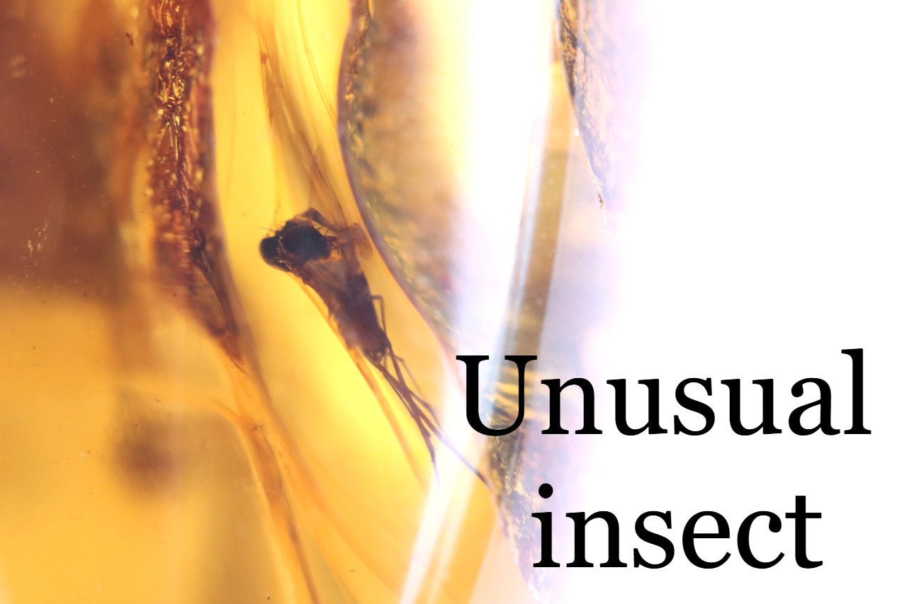 40 Million-Year-Old Baltic Amber with 3 Insect Inclusions