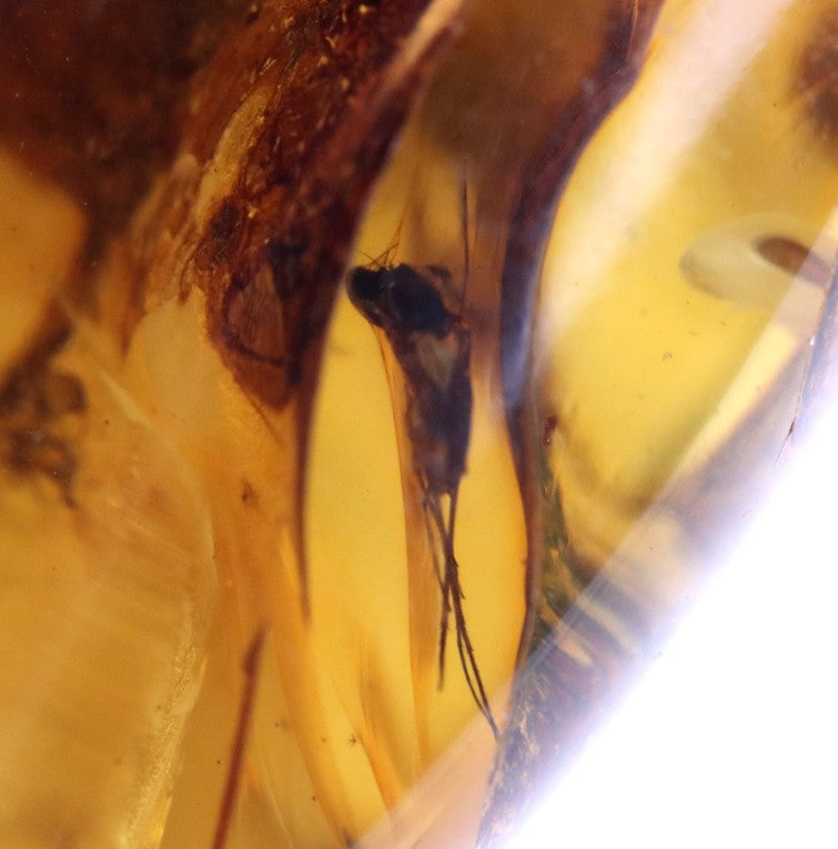 40 Million-Year-Old Baltic Amber with 3 Insect Inclusions