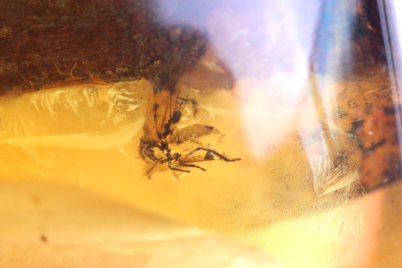 40 Million-Year-Old Baltic Amber with 3 Insect Inclusions