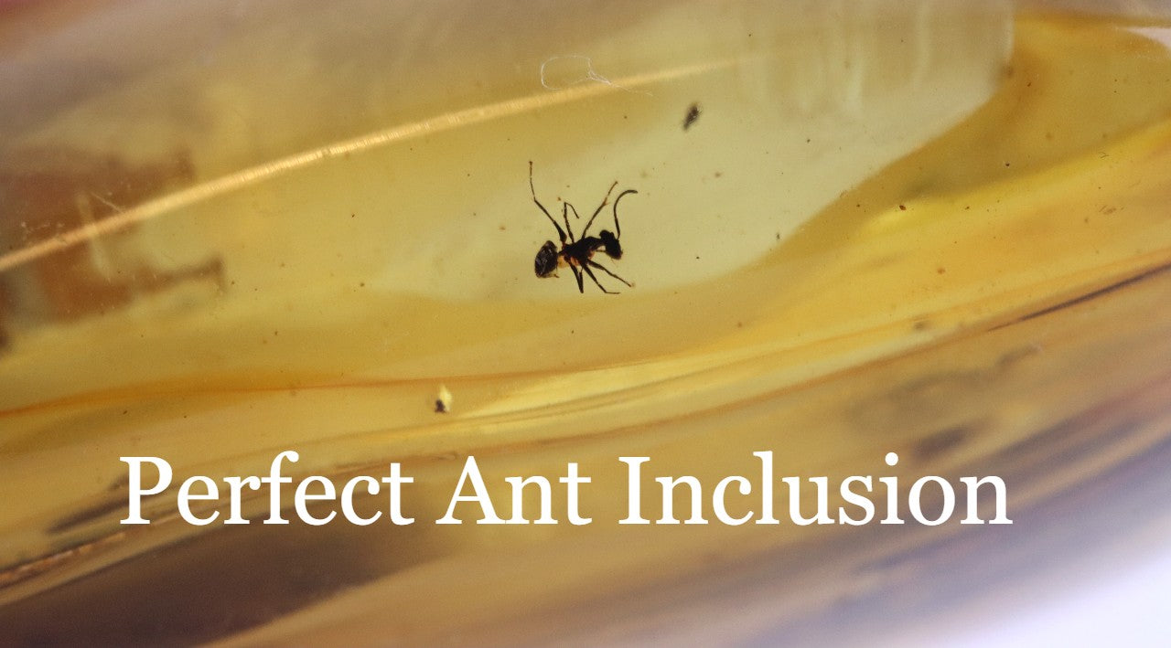 40 Million-Year-Old Baltic Amber with 3 Insect Inclusions