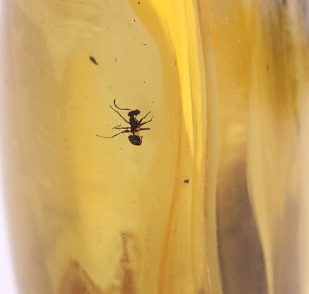 40 Million-Year-Old Baltic Amber with 3 Insect Inclusions