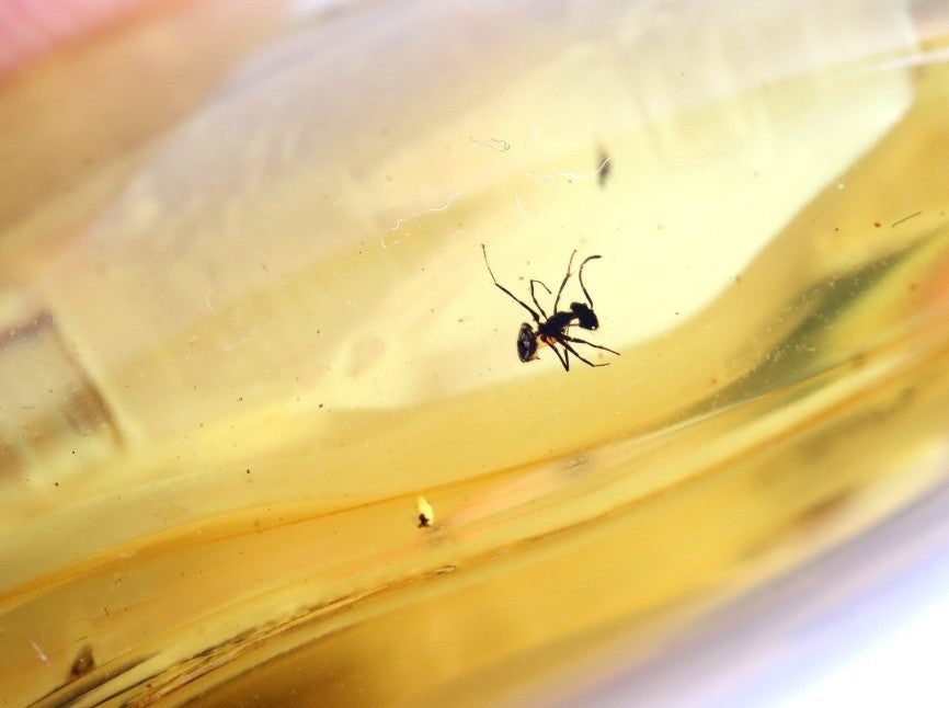 40 Million-Year-Old Baltic Amber with 3 Insect Inclusions