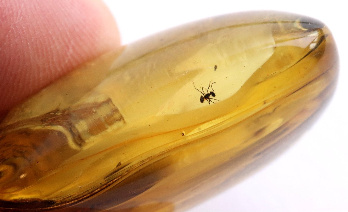 40 Million-Year-Old Baltic Amber with 3 Insect Inclusions