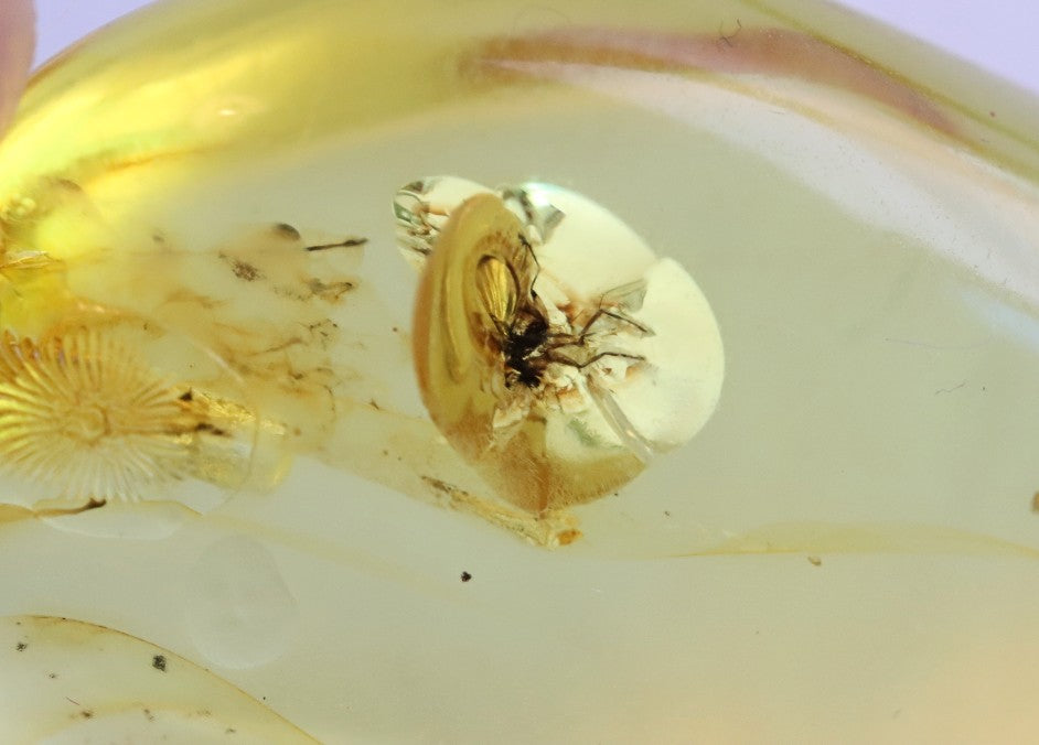 Silver Amber Pendant with Insect Inclusion
