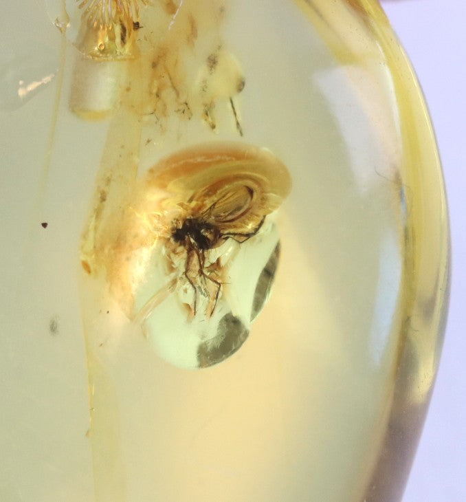 Silver Amber Pendant with Insect Inclusion