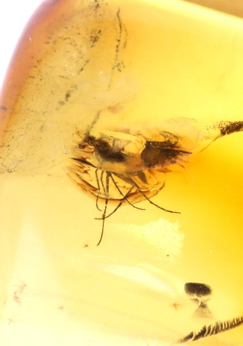 Natural Baltic Amber Pendant with Insect Inclusion