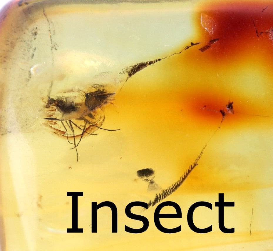 Natural Baltic Amber Pendant with Insect Inclusion