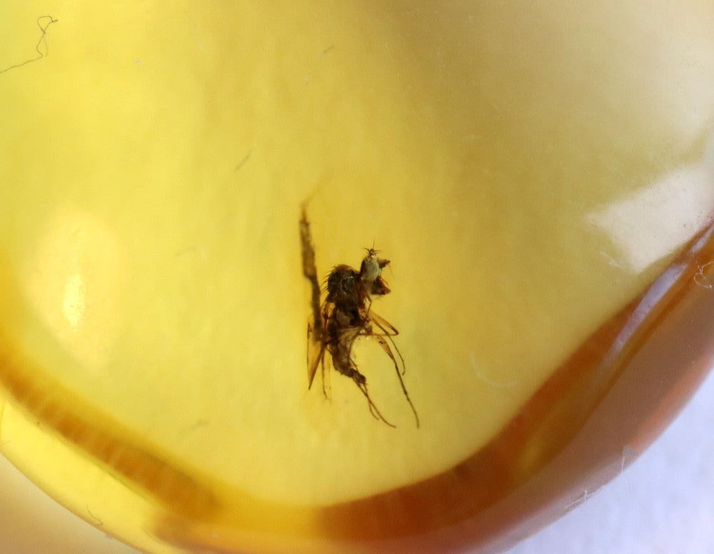 Baltic Amber Insect Inclusion Pendant