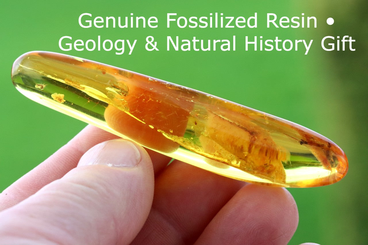 40 Million-Year-Old Baltic Amber with 4 Insect Inclusions