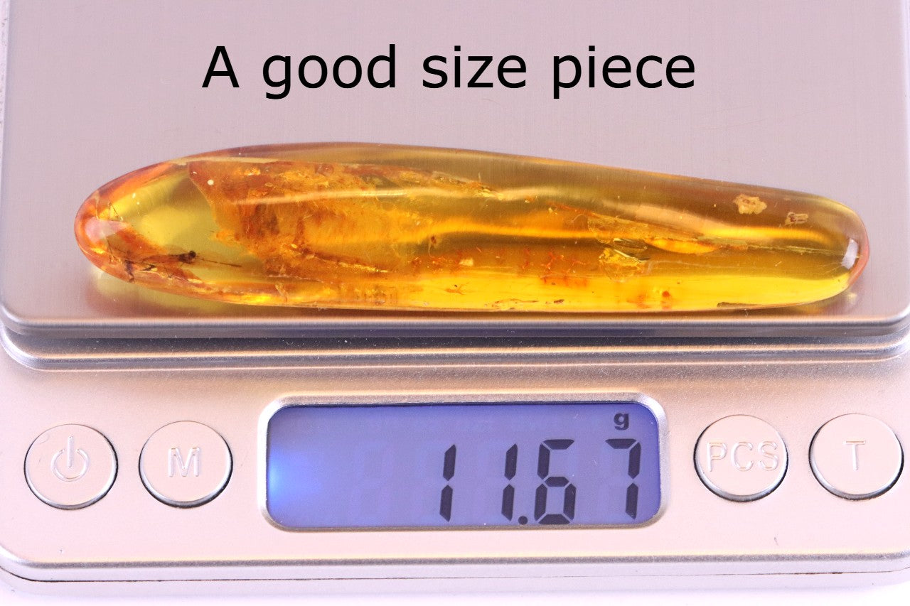 40 Million-Year-Old Baltic Amber with 4 Insect Inclusions