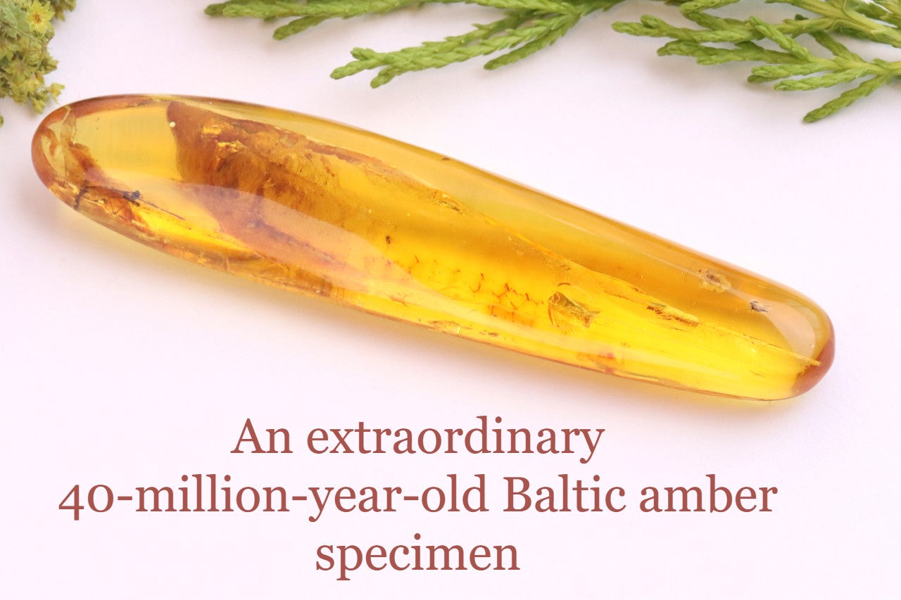 40 Million-Year-Old Baltic Amber with 4 Insect Inclusions