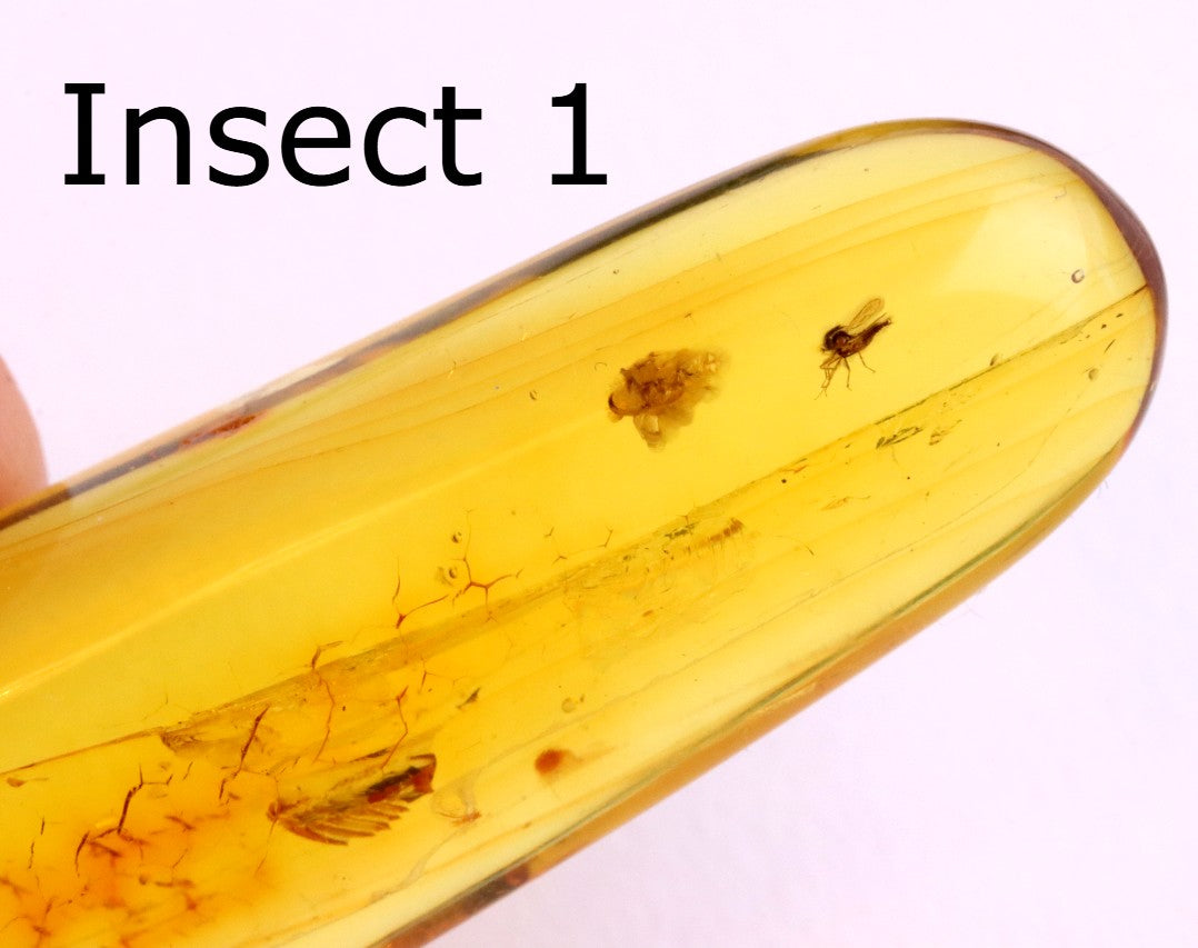 40 Million-Year-Old Baltic Amber with 4 Insect Inclusions