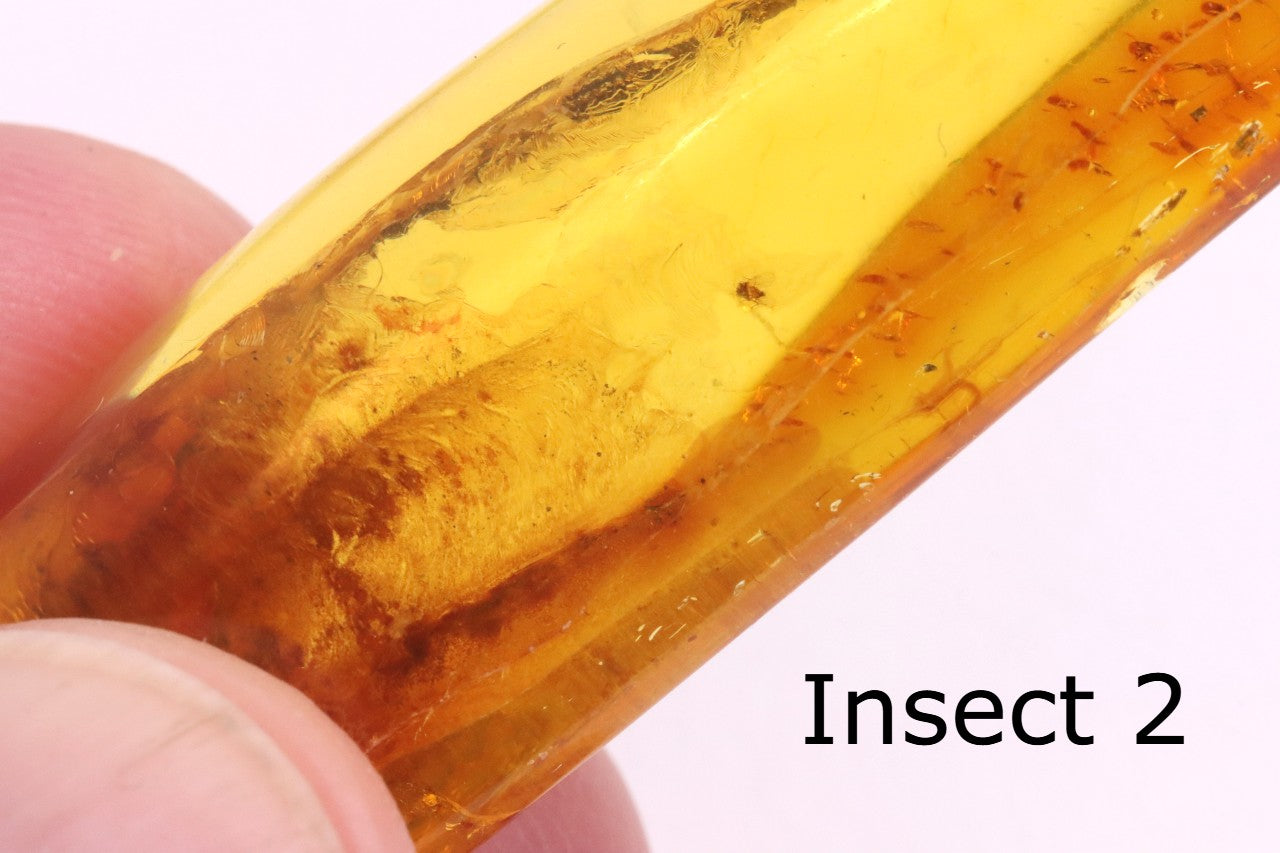 40 Million-Year-Old Baltic Amber with 4 Insect Inclusions