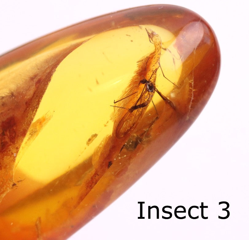 40 Million-Year-Old Baltic Amber with 4 Insect Inclusions