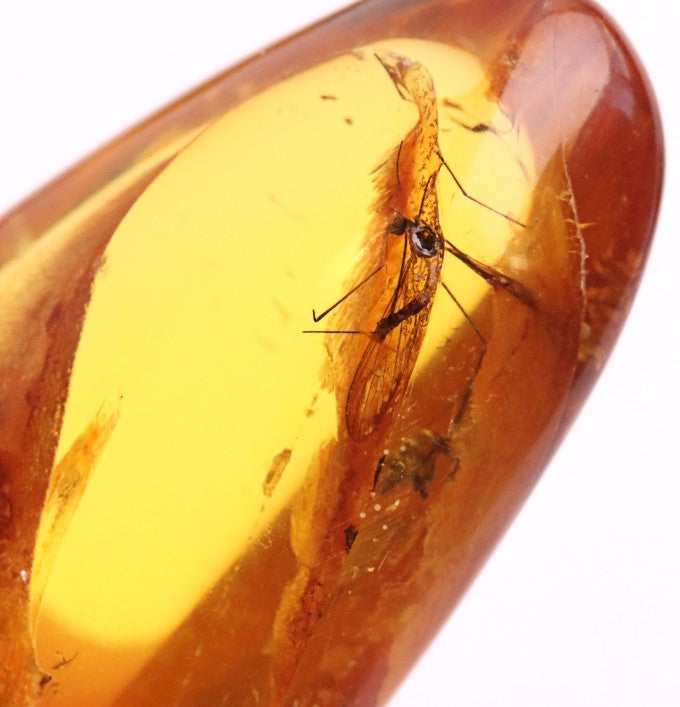 40 Million-Year-Old Baltic Amber with 4 Insect Inclusions